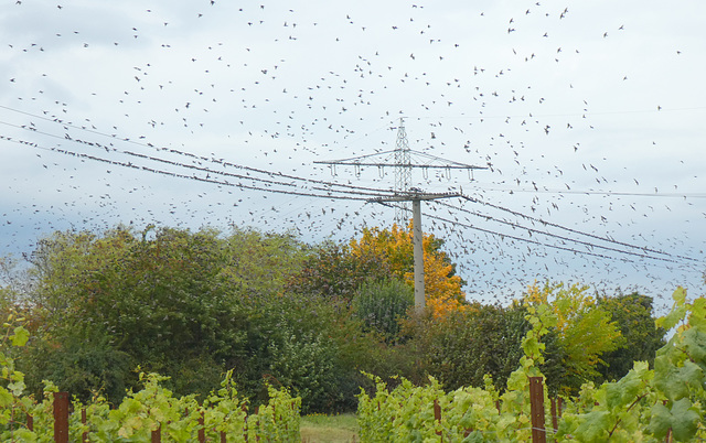 Stare über den Weinbergen von Neustadt/Weinstr.