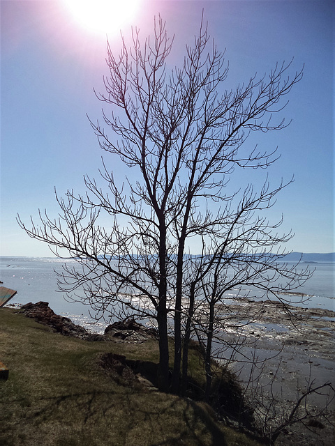 Arbre du bas du fleuve