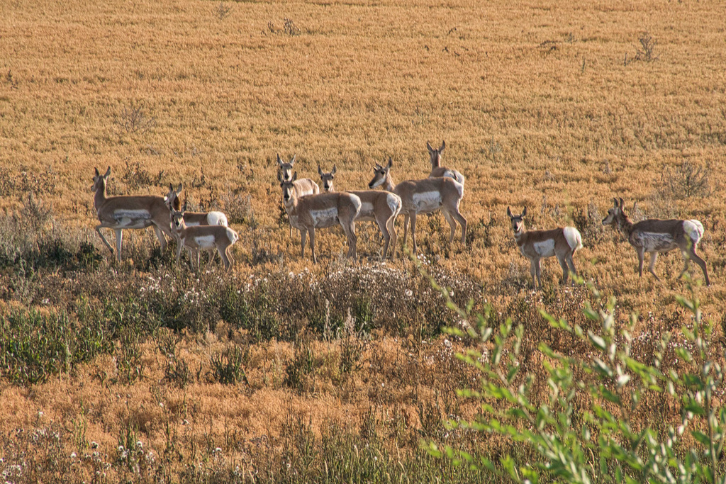 skittish pronghorn