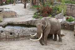 Elefantenbulle Maxi (Zoo Zürich)