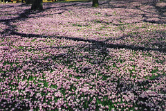 Husum - Krokusblüte