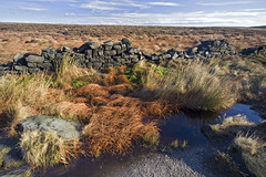 White Path Moss and wall