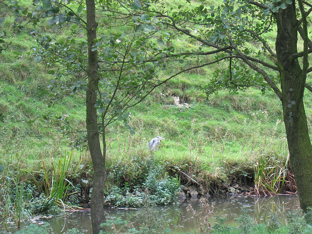 Heron on the other side of the River Dove in Wolfscote Dale