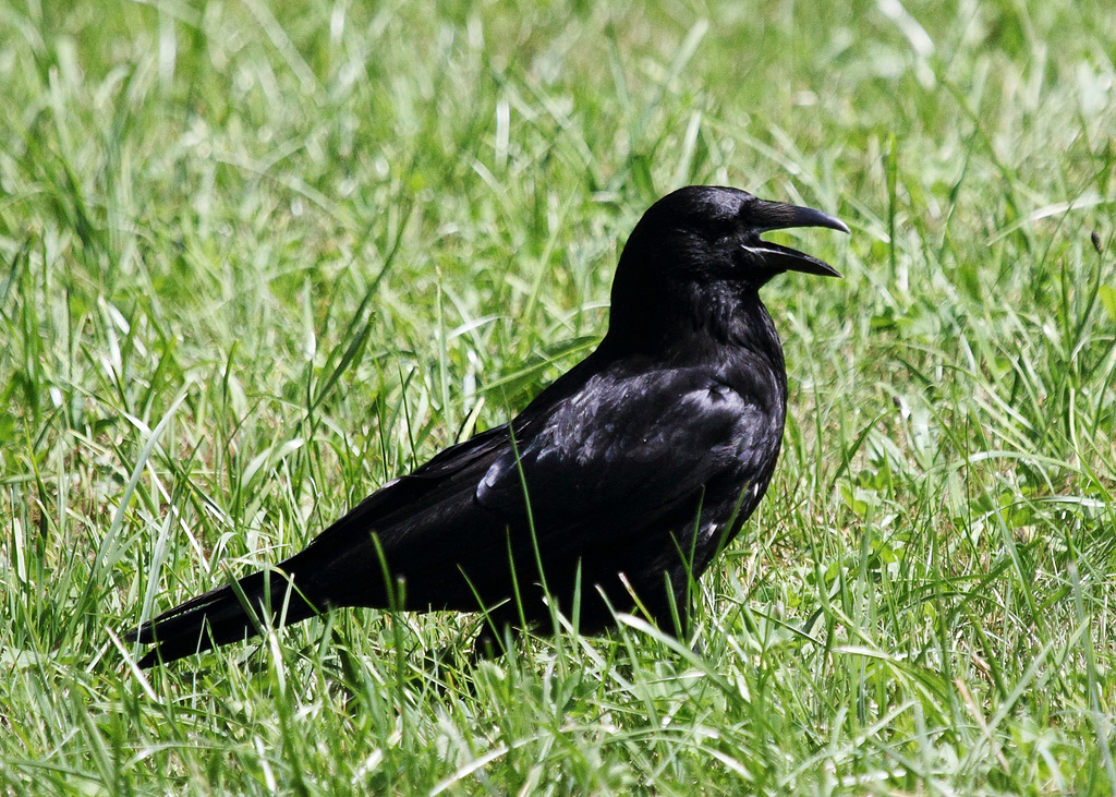 Rabenvogel