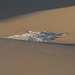 Mesquite Flat Sand Dunes