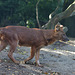 Asiatischer Rothund (Grüner Zoo Wuppertal)