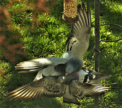 Pigeons fighting over the bird food!!