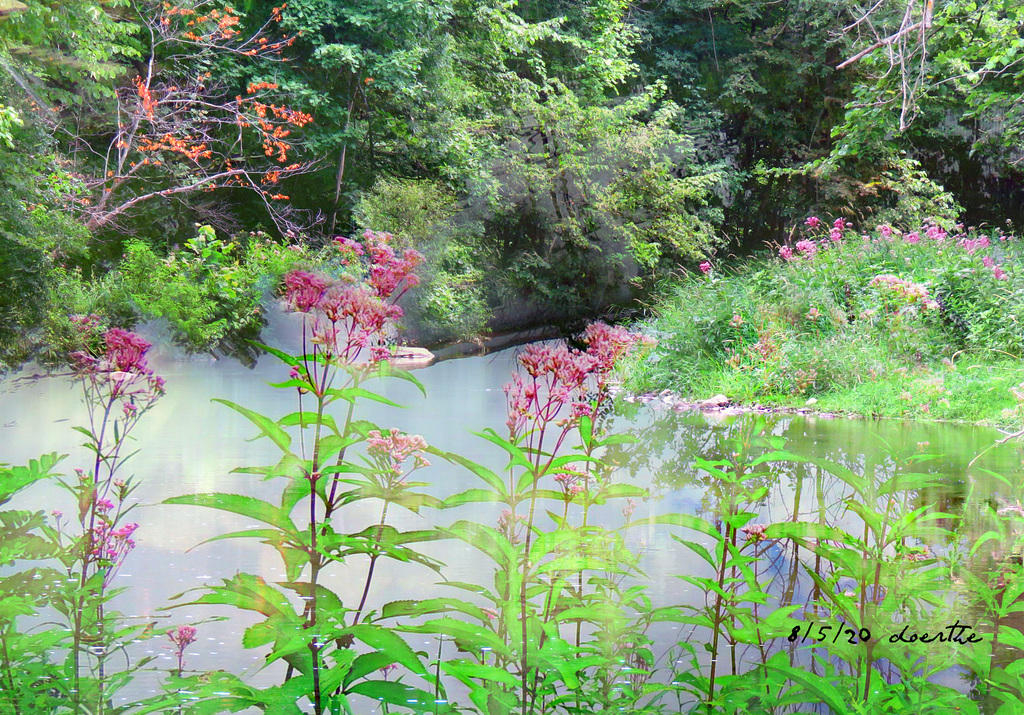 The turtle pond