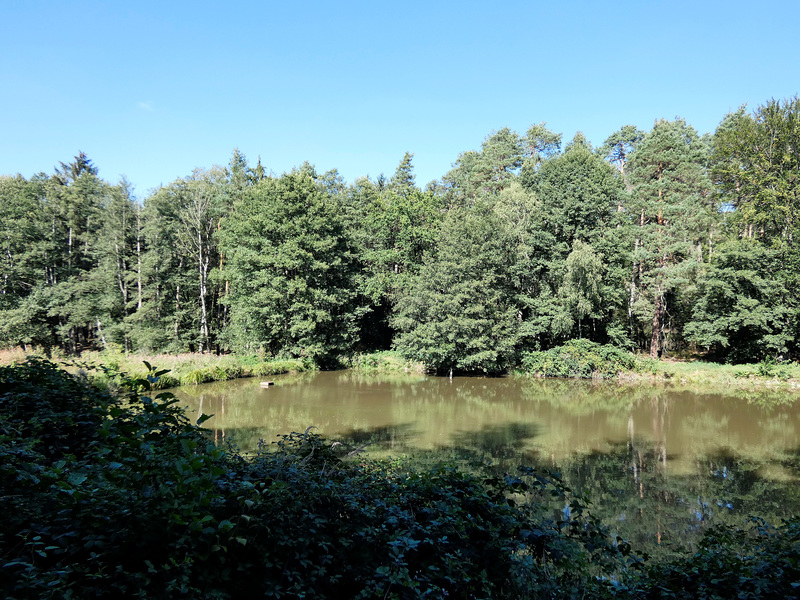 Weiher am Klimaschutzwald