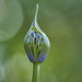 Agapanthus