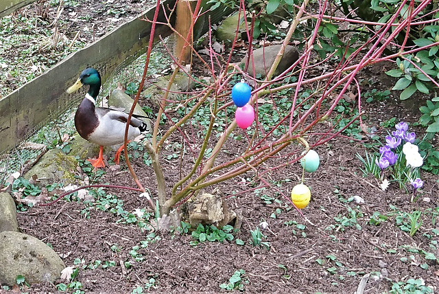 Von wem sind die Eier? ☺ Von wem sind die Eier? ☺