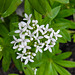 20210512 0178CPw [D~LIP] Waldmeister (Galium odoratum), Bad Salzuflen