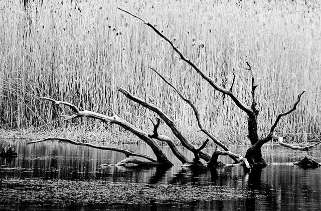 branches in B/W