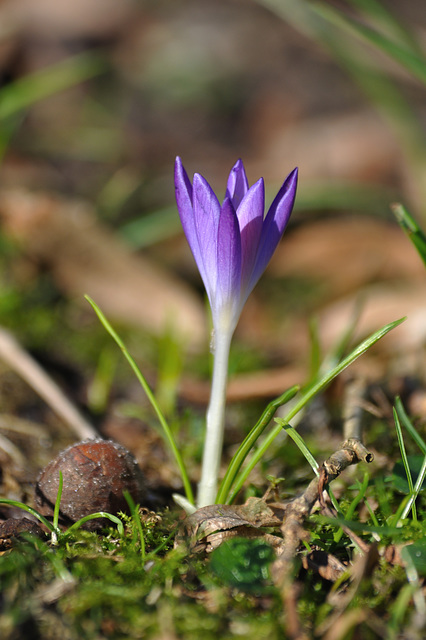 erster Frühlingsgruß