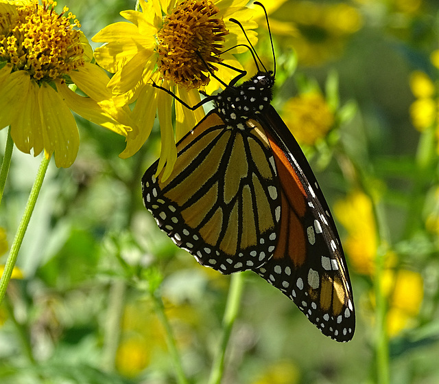 Monarch Saturday ! ~ Monarch butterfly (Danaus plexippus)10-10-2015