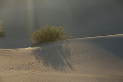 Mesquite Flat Sand Dunes