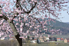 Mandelbaum mit Pfälzerwald im Hintergrund