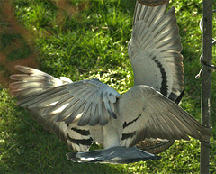 Pigeons fighting over the bird food!!