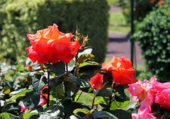 Rosier buisson Corail intense  (8)