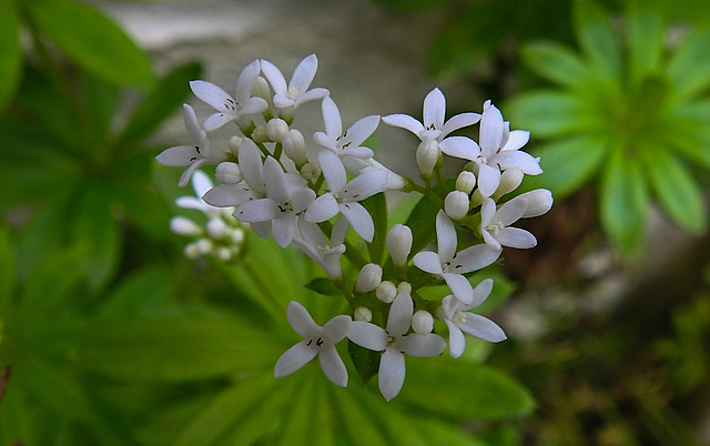 20210512 0179CPw [D~LIP] Waldmeister (Galium odoratum), Bad Salzuflen