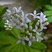 20210512 0179CPw [D~LIP] Waldmeister (Galium odoratum), Bad Salzuflen
