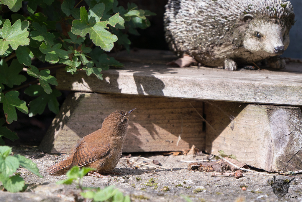 Wren