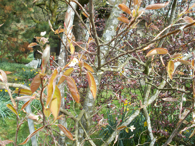 SoS[22] - young leaves n little white flowers {1 of 3}