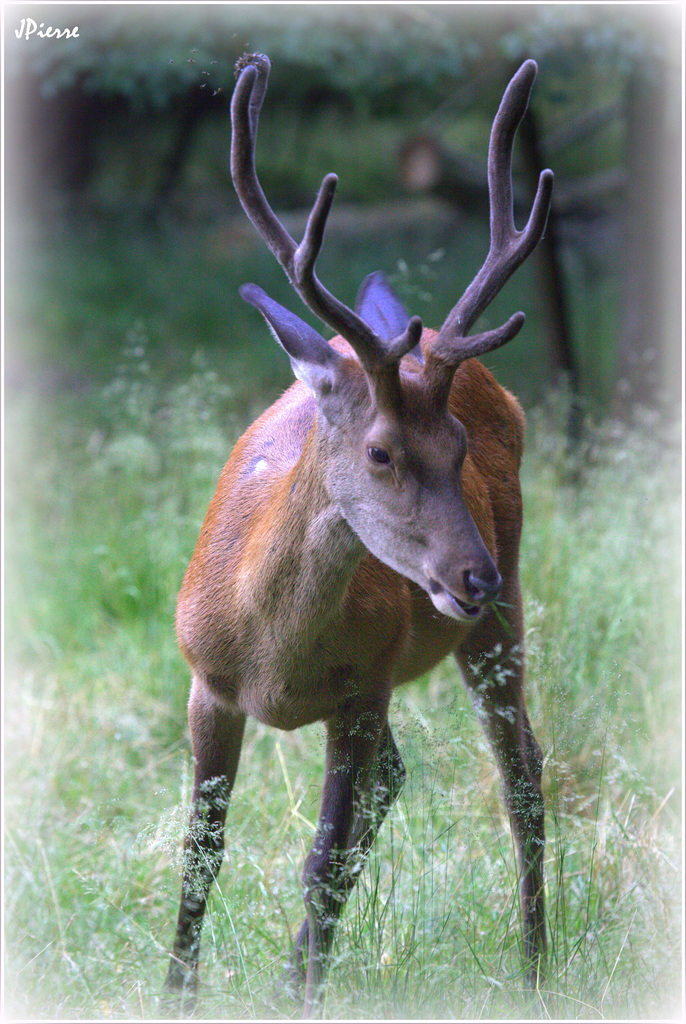 Jeune cerf en velours