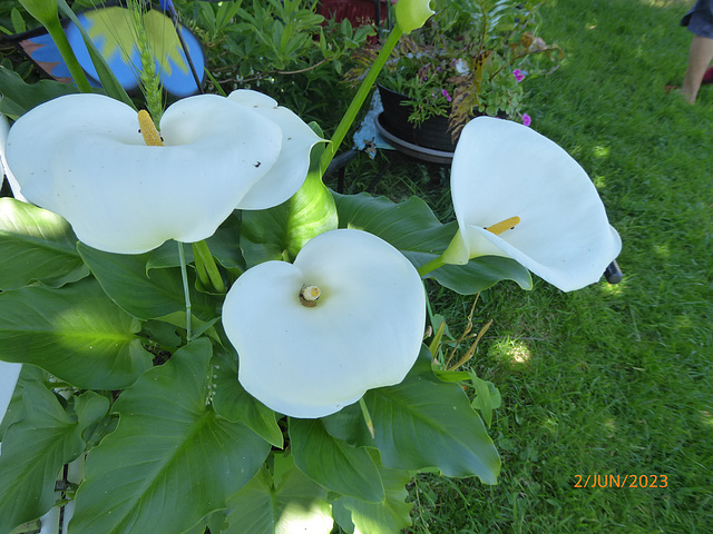 la pureté d'une fleur blanche