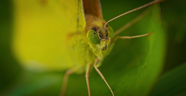 Die Goldene Acht (Colias hyale) ist ja ein Schönling bei den Schmetterlingen :)) The Common Clouded Yellow butterfly (Colias hyale) is truly a beautiful species among butterflies :)) Le Huit d'or (Col