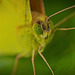 Die Goldene Acht (Colias hyale) ist ja ein Schönling bei den Schmetterlingen :)) The Common Clouded Yellow butterfly (Colias hyale) is truly a beautiful species among butterflies :)) Le Huit d'or (Colias hyale) est un magnifique papillon :))