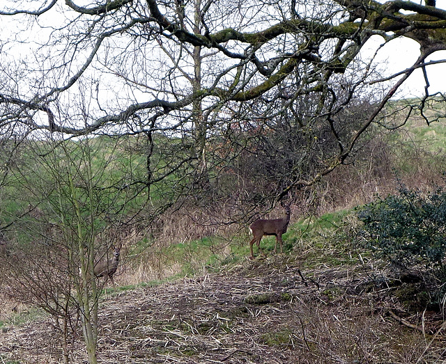 Deer in Raven's Clough wood.