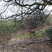 Deer in Raven's Clough wood.