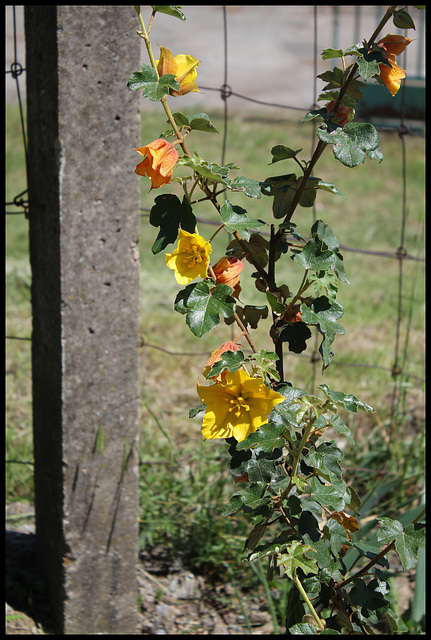 Fremontodendron