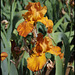 Iris Rustic Dreams - Grovenor 2001