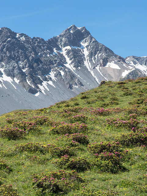 Erzhorn und Alpenrosen - 2015-06-26--D4-DSC3074