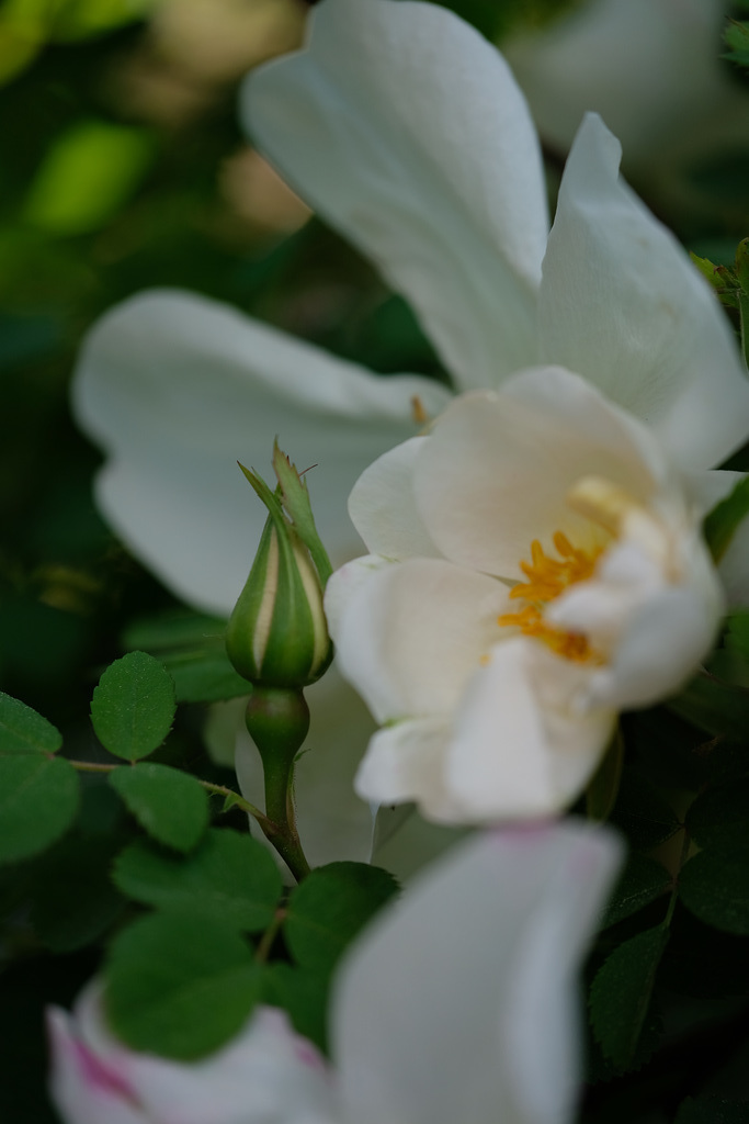 DSCF4376