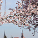 Mandelblüten mit den Kirchtürmen von Edenkoben