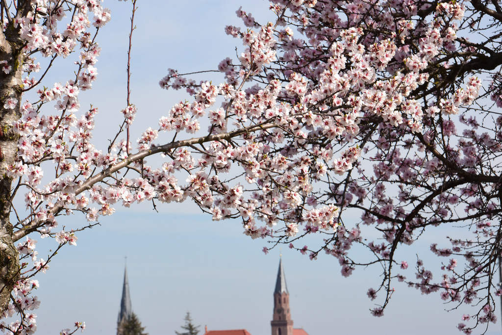 Mandelblüten mit den Kirchtürmen von Edenkoben