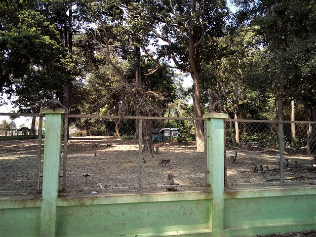 Singes et clôture / Fence and monkeys (Laos)