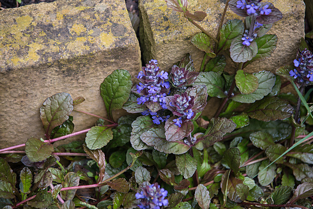 20210513 4305VRAw [D~LIP] Kriechnder Günsel Ajuga reptans 'Atropurpurea'), Bad Salzuflen