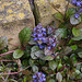 20210513 4305VRAw [D~LIP] Kriechnder Günsel Ajuga reptans 'Atropurpurea'), Bad Salzuflen