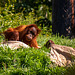 Young orangutan