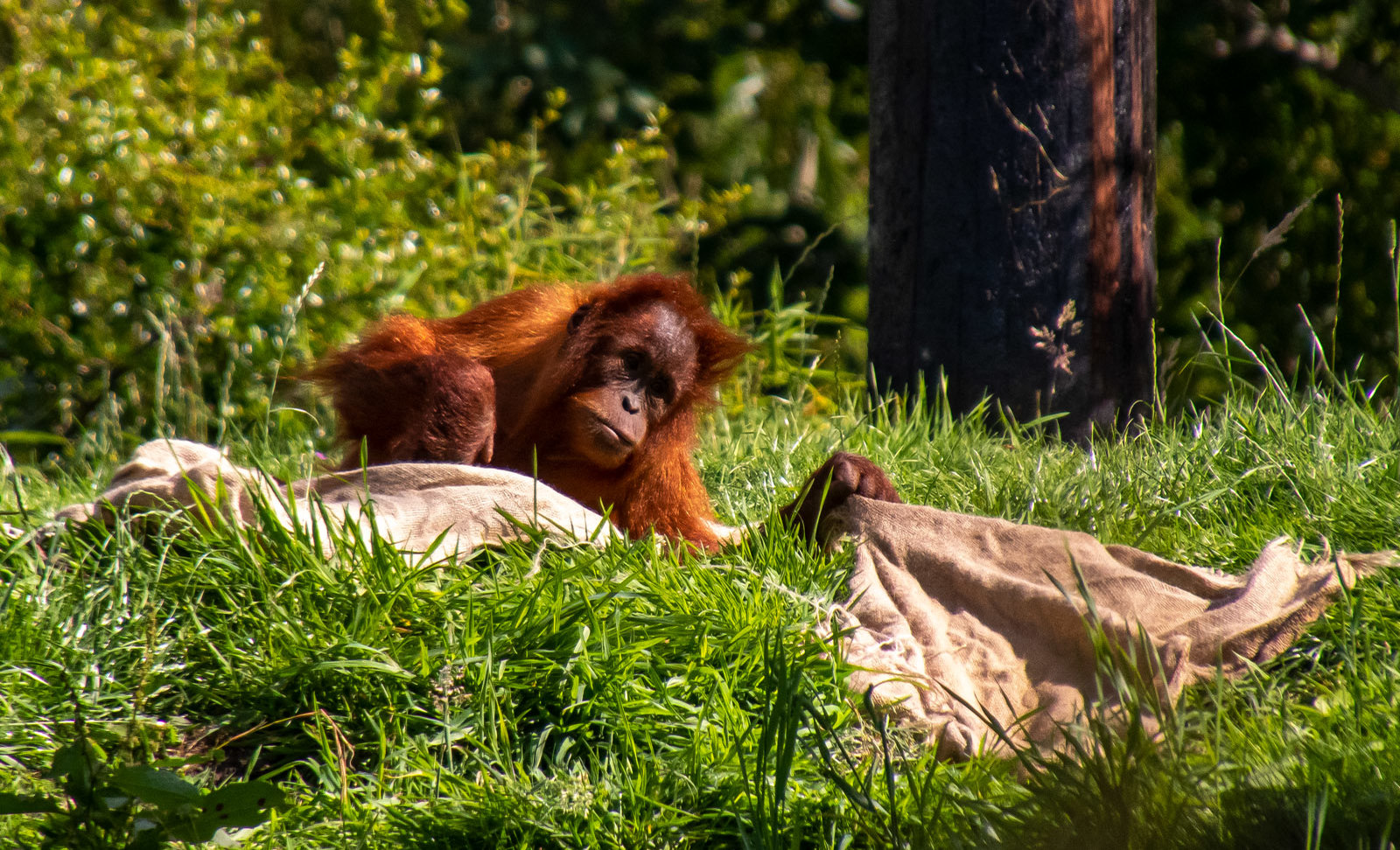 Young orangutan