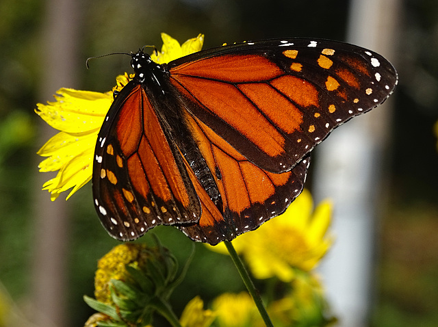 Monarch Saturday ! ~ Monarch butterfly (Danaus plexippus)10-10-2015