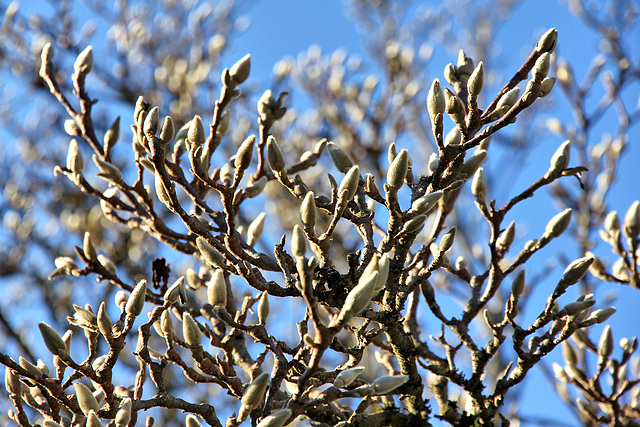 Knospen einer Magnolie im Dezember 2015