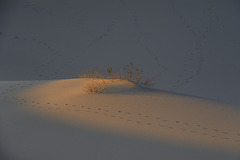 Mesquite Flat Sand Dunes