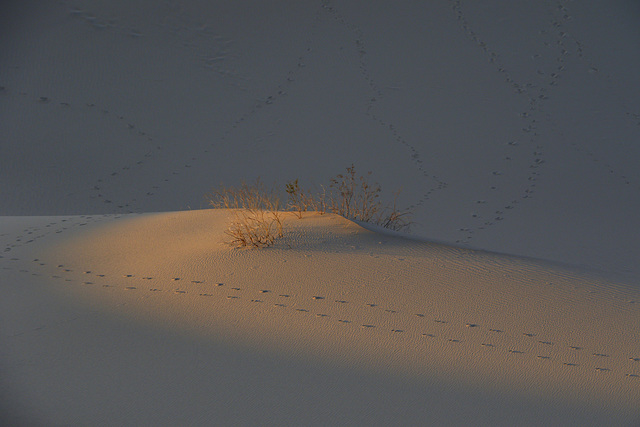 Mesquite Flat Sand Dunes