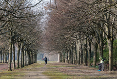 L'allée aux cyclistes