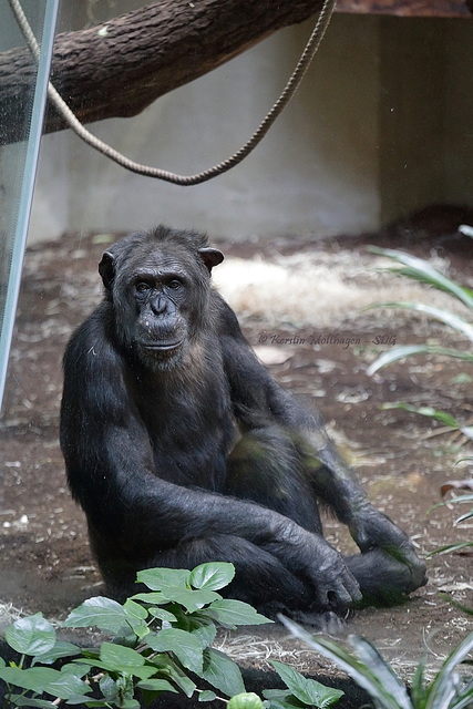 Schimpansenmann Epulu (Grüner Zoo Wuppertal)